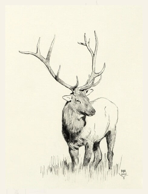 Mark Maggiori — Elk Sketch, 2026